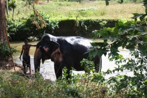 Badetag für einen Arbeitselefanten auf Sri Lanka