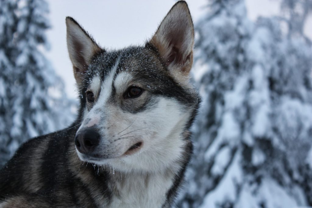 Husky auf einer Hundefarm in Finnland
