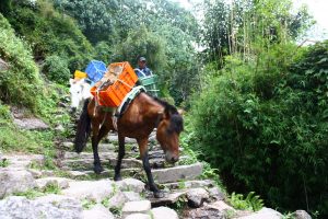 Esel sind die wichtigsten Transportmittel im Himalaya